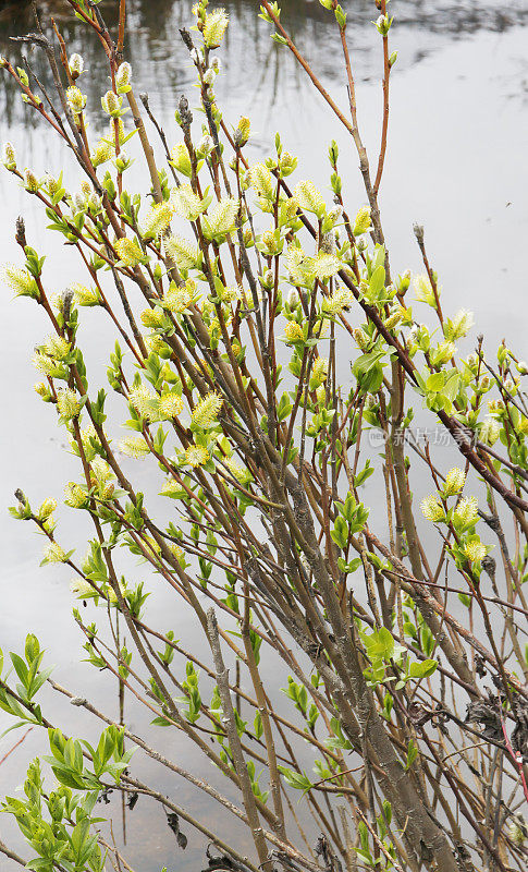 柳树(Salix sp.)与雄性柳絮(英属哥伦比亚，W.加拿大)